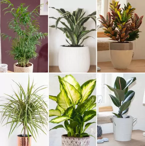 ₹ 99 Buy any kind of Plants India (Indoor/Outdoor)